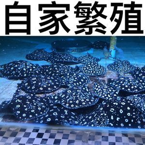黑金魟魚多少錢：黑金魟魚多少錢一只