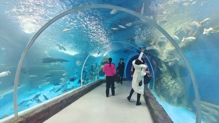 吉安水族館vs祥龍魚場(chǎng)（吉安水族館與祥龍魚場(chǎng)之間的差異之前，我們需要明確基本信息和特點(diǎn)） 吉安水族館vs祥龍魚場(chǎng)（吉安水族館與祥龍魚場(chǎng)之間的差異之前，我們需要明確基本信息和特點(diǎn)） 全國(guó)水族館企業(yè)名錄 第2張