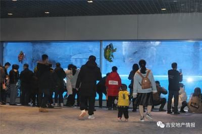 吉安水族館vs祥龍魚場(chǎng)（吉安水族館與祥龍魚場(chǎng)之間的差異之前，我們需要明確基本信息和特點(diǎn)） 吉安水族館vs祥龍魚場(chǎng)（吉安水族館與祥龍魚場(chǎng)之間的差異之前，我們需要明確基本信息和特點(diǎn)） 全國(guó)水族館企業(yè)名錄 第5張