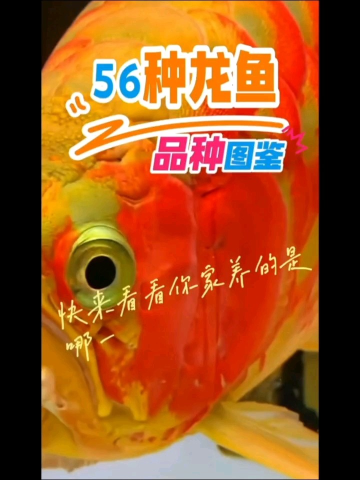 56種龍魚品種圖鑒大全