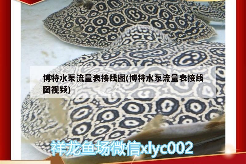 博特水泵流量表接線圖(博特水泵流量表接線圖視頻)