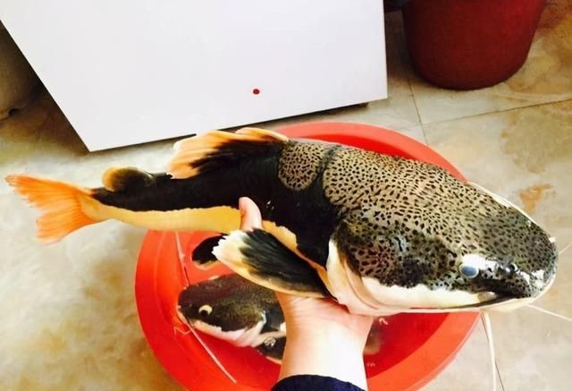 虎魚可以多久不吃東西會(huì)餓死：虎魚可以多久不吃東西
