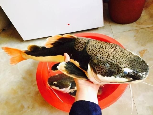 虎魚可以多久不吃東西會(huì)餓死：虎魚可以多久不吃東西