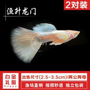 淡水魚苗（淡水魚苗的養殖技術）