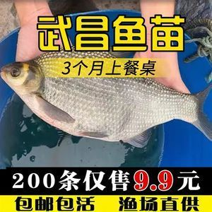 淡水魚苗（淡水魚苗的養殖技術）
