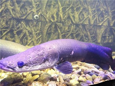 清遠水族館vs祥龍魚場（探討清遠水族館與祥龍魚場之間的差異之前需要明確兩者的基本信息和業務范圍）