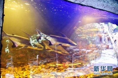 清遠水族館vs祥龍魚場（探討清遠水族館與祥龍魚場之間的差異之前需要明確兩者的基本信息和業務范圍）