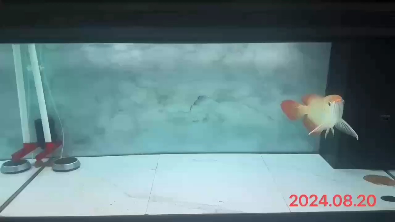 2024.08.20#