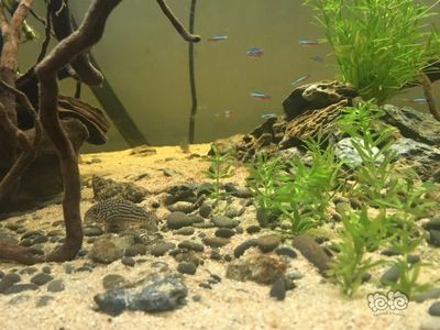 1.5米魚缸造景教程圖：1.5米魚缸造景教程圖片教程