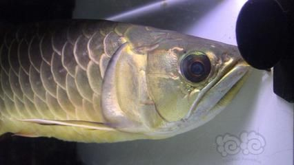古典過背金龍魚的特點是什么呢：古典過背金龍魚的主要特點