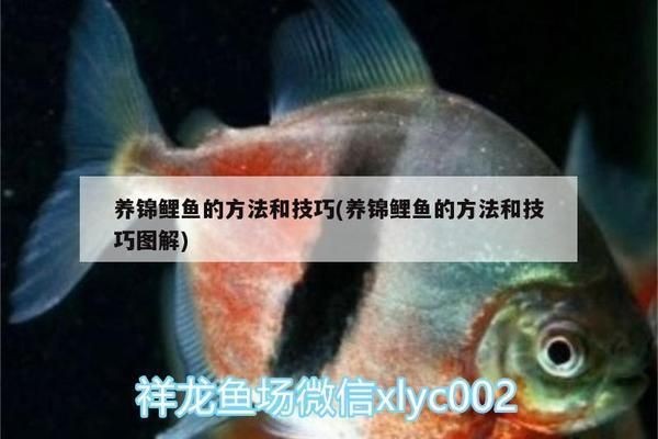 黑金魟魚繁殖后代開口食物選擇：黑金魟魚幼魚開口食物的選擇和注意事項