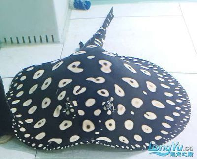 黑金魟魚繁殖后代開口食物選擇：黑金魟魚幼魚開口食物的選擇和注意事項(xiàng)