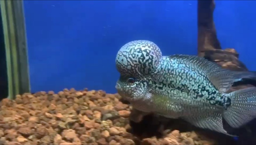 羅漢魚更新記……