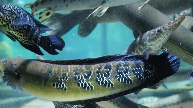 西寧市城西區潭水秀生態水族館（西寧市城西區潭水秀生態水族館電話）