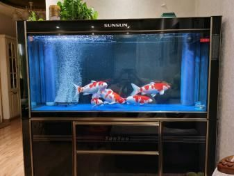 1.8米魚缸養多少條七彩鯉魚