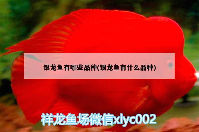 銀龍魚有哪些品種(銀龍魚有什么品種)