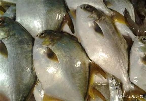 黑金魟魚繁殖后的營養(yǎng)補充方案：黑金魟魚繁殖后的營養(yǎng)補充方案旨在優(yōu)化其養(yǎng)殖過程