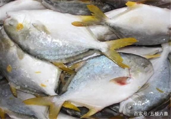 黑金魟魚繁殖后的營養(yǎng)補充方案：黑金魟魚繁殖后的營養(yǎng)補充方案旨在優(yōu)化其養(yǎng)殖過程
