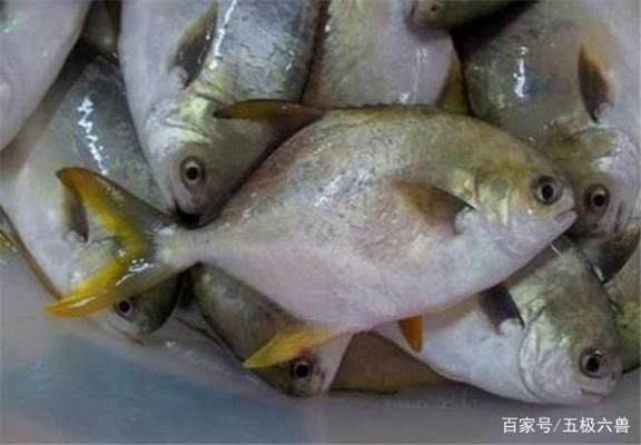 黑金魟魚繁殖后的營養(yǎng)補充方案：黑金魟魚繁殖后的營養(yǎng)補充方案旨在優(yōu)化其養(yǎng)殖過程