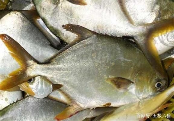 如何區分脂肪堆積型和感染型掉眼，脂肪堆積型和感染型掉眼哪個更常見脂肪堆積型掉眼哪個更常見