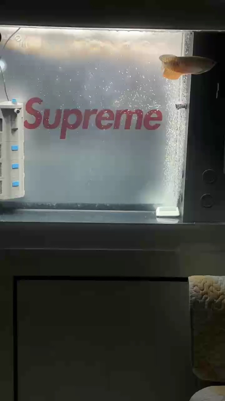 夜拍新入缸