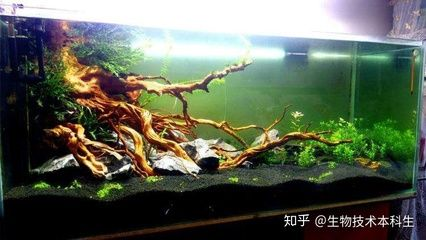 ada魚缸去哪里買 ada魚缸去哪里買 魚缸百科 第1張