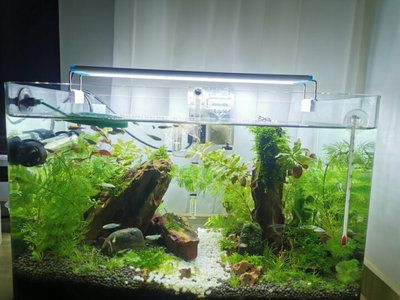 ada魚缸去哪里買 ada魚缸去哪里買 魚缸百科 第3張