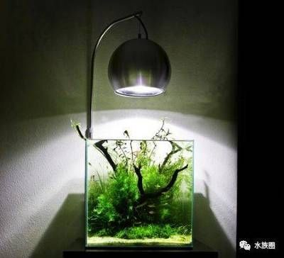 ada魚缸去哪里買 ada魚缸去哪里買 魚缸百科 第4張