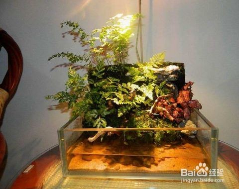 別人家的舊魚缸可以用嗎：別人家的舊魚缸可以用嗎？