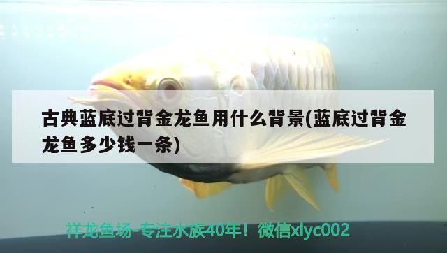 古典藍(lán)底過背金龍魚用什么背景(藍(lán)底過背金龍魚多少錢一條)