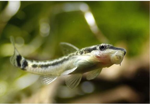 大魚(yú)缸工具魚(yú)哪種最好：大魚(yú)缸工具魚(yú)的選擇工具魚(yú)的養(yǎng)護(hù)技巧和選擇工具魚(yú)的特點(diǎn)