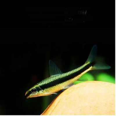 大魚(yú)缸工具魚(yú)哪種最好：大魚(yú)缸工具魚(yú)的選擇工具魚(yú)的養(yǎng)護(hù)技巧和選擇工具魚(yú)的特點(diǎn)