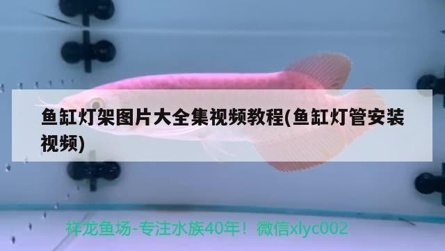 鄭州魚缸批發市場電話號碼查詢（鄭州魚缸批發市場電話號碼查詢地址） 鄭州魚缸批發市場電話號碼查詢（鄭州魚缸批發市場電話號碼查詢地址） 魚缸百科 第2張