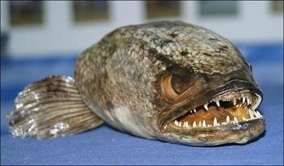 三文虎魚吃什么：三文虎魚的食性主要包括哪些？