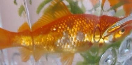 虎魚身上白霜傳染嗎怎么治：虎魚身上白霜傳染嗎怎么治療