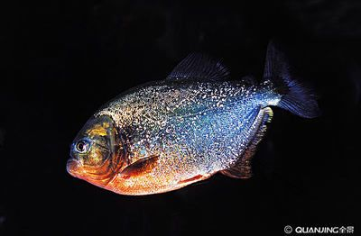 虎魚可以用黑背景嗎：虎魚可以使用黑背景嗎
