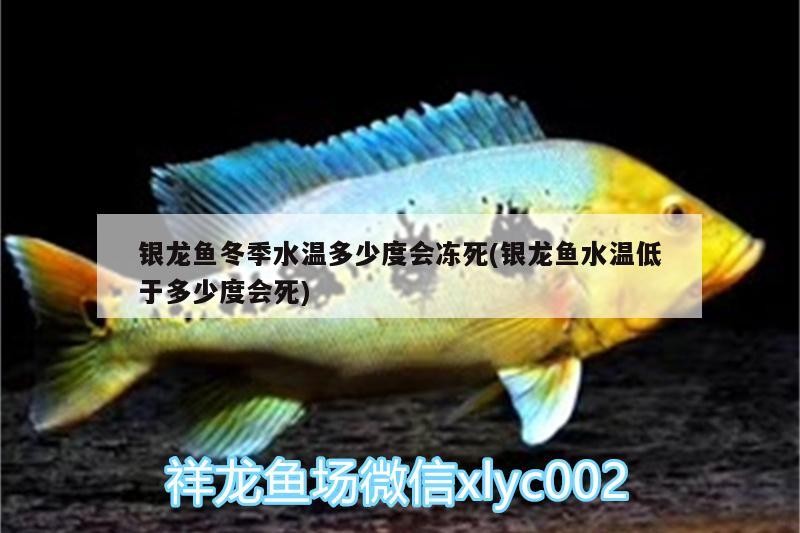 銀龍魚冬季水溫多少度會凍死(銀龍魚水溫低于多少度會死)