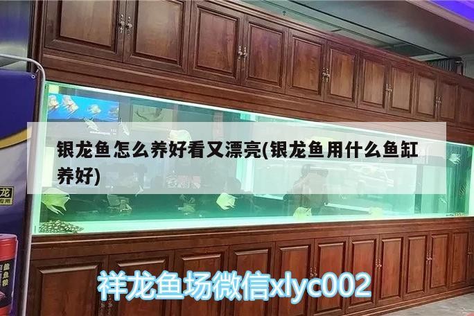 銀龍魚怎么養好看又漂亮(銀龍魚用什么魚缸養好)