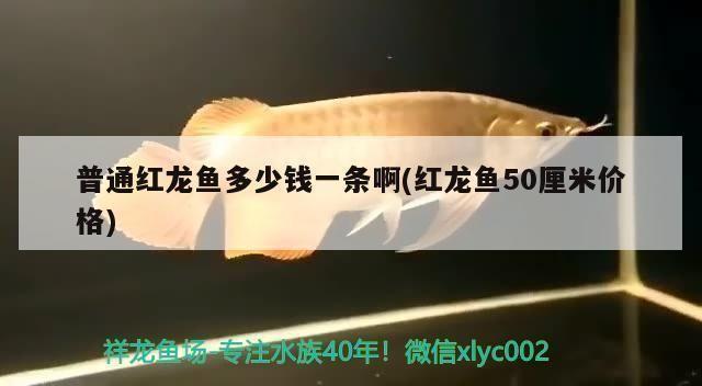 戰(zhàn)車紅龍魚多少錢一條啊：戰(zhàn)車紅龍魚價格因品種、大小、品相等因素有所不同 戰(zhàn)車紅龍魚多少錢一條啊：戰(zhàn)車紅龍魚價格因品種、大小、品相等因素有所不同 紅龍魚百科 第2張