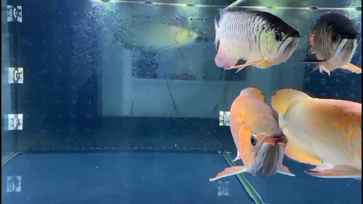 戰(zhàn)車紅龍魚多少錢一條啊：戰(zhàn)車紅龍魚價格因品種、大小、品相等因素有所不同 戰(zhàn)車紅龍魚多少錢一條啊：戰(zhàn)車紅龍魚價格因品種、大小、品相等因素有所不同 紅龍魚百科 第3張