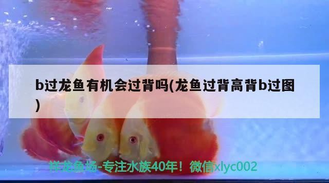 b過龍魚有機會過背嗎(龍魚過背高背b過圖)