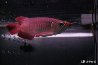 紅龍魚可以和什么魚混養一起養：紅龍魚可以混養的一些魚類及其注意事項