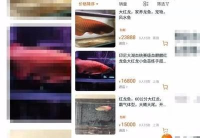 紅龍魚市場價：紅龍魚市場價格表
