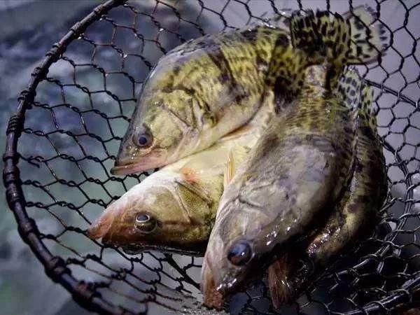 黑帝王魟魚市場投資回報率：養殖黑帝王魟魚的注意事項