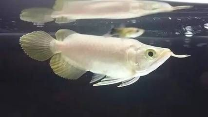為什么短身的紅龍魚貴：為什么短身紅龍魚的價格較高？