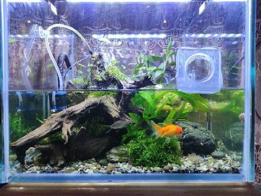 魚缸養(yǎng)魚公式怎么算