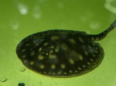 魟魚腸炎多久能恢復：魟魚腸炎恢復時間取決于腸炎的嚴重程度、治療方法以及個體差異等因素