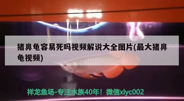豬鼻龜容易死嗎視頻解說大全圖片(最大豬鼻龜視頻)