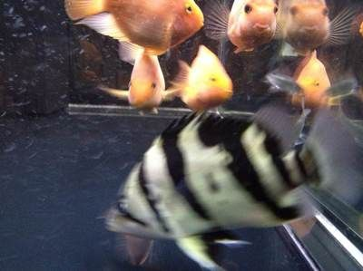 虎魚(yú)養(yǎng)多大不黑