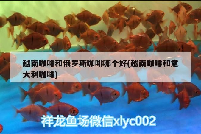 越南咖啡和俄羅斯咖啡哪個好(越南咖啡和意大利咖啡) 越南咖啡和俄羅斯咖啡哪個好(越南咖啡和意大利咖啡) 馬來西亞咖啡
